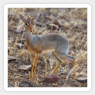 Dikdik, Serengeti, Tanzania. Sticker